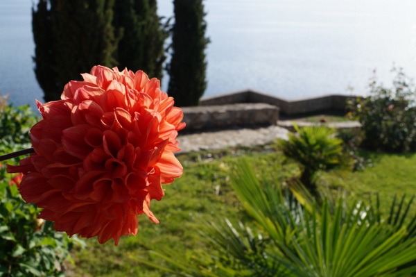 Flower at Sveti Jovan