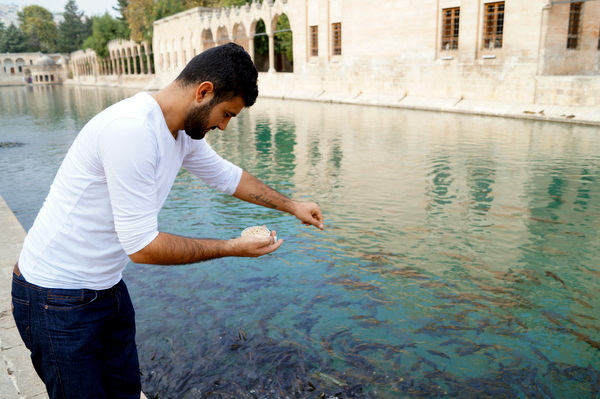 You feeding the carp