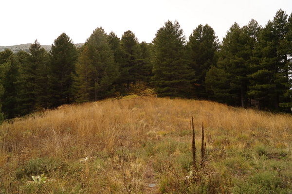 Field at Pelister National Park