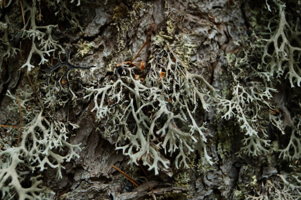 Plants in Pelister National Park