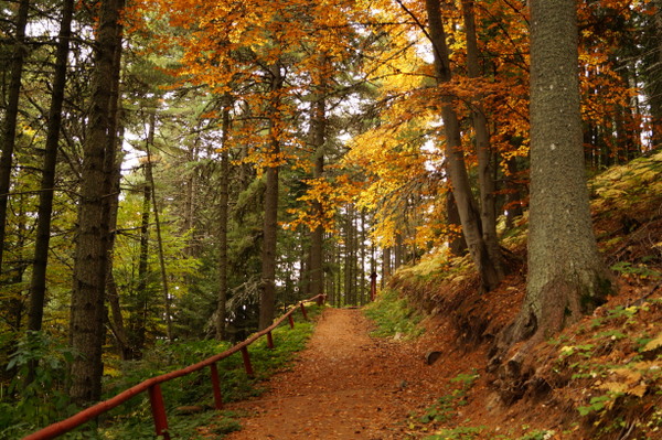 Track at Pelister National Park