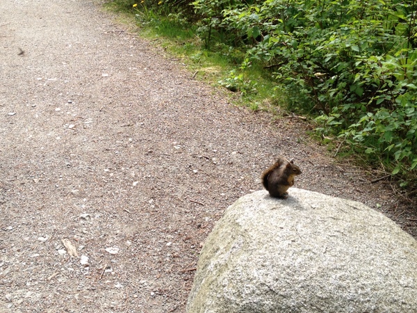 Squirrel on a rock