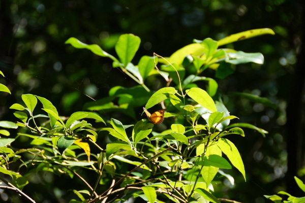 Butterfly at Cape Tribulation