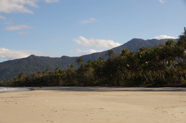 Coconut Trees along Myall Beach