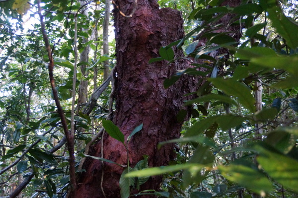 Red gum trees at Cape Tribulation