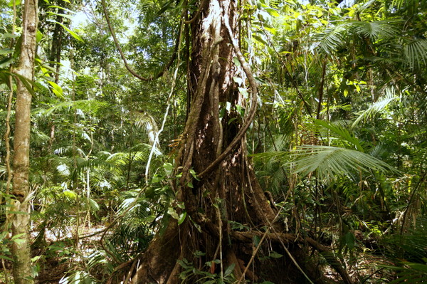 Tree along Jindalba Boardwalk