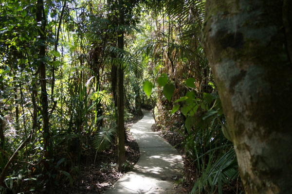 Walk to Cape Tribulation look out