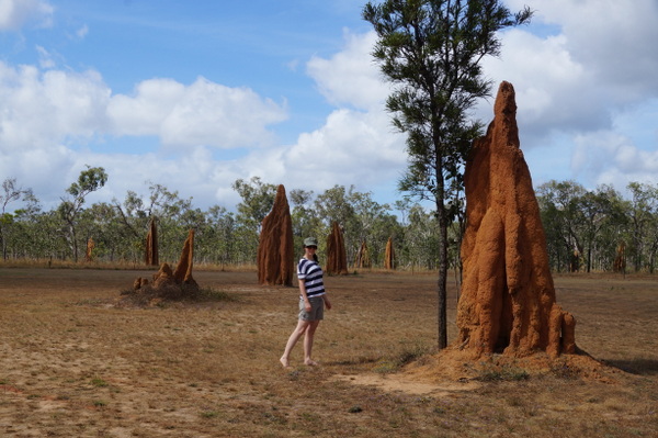 Ant hills at Bramwell Junction