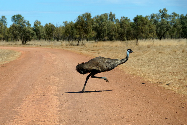 Emu crossing the road