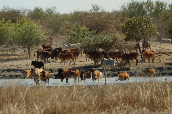 Herd through the water