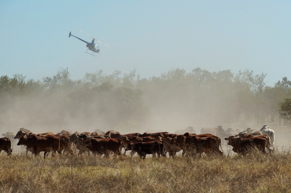 Over the herd