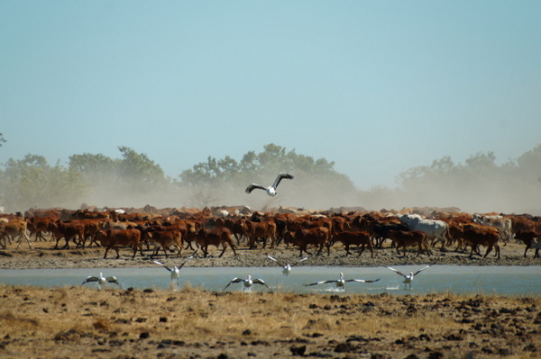 Pelicans flee the waterhole