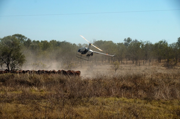 Rounding up the herd