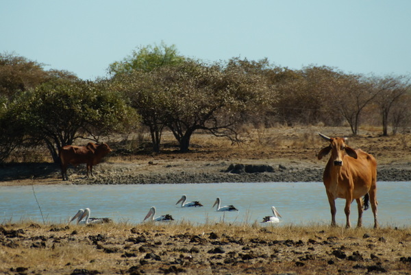 Waiting by the waterhole