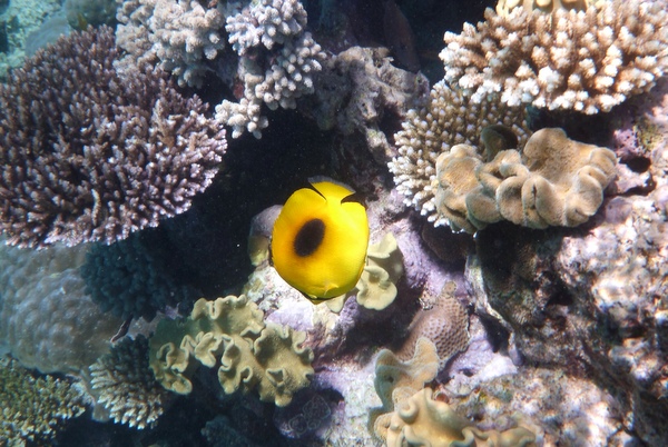 Yellow fishie