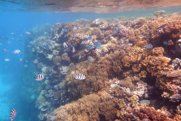 Zebra fish at the coral