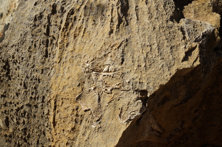 Big Bird, Riverslegh Fossil Site