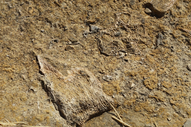 Big Bird, Riversleigh Fossil Site