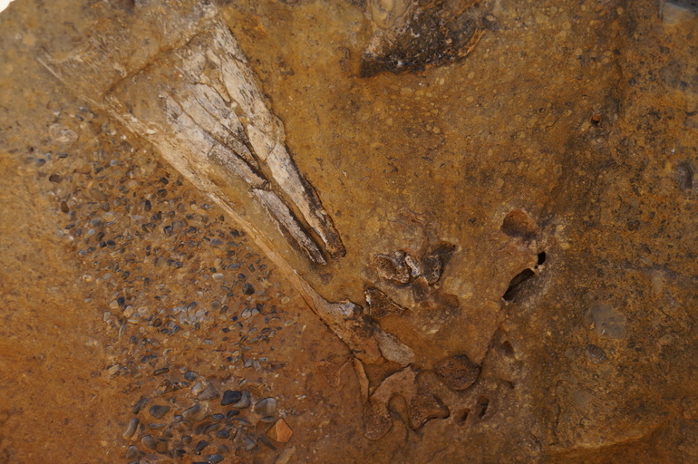 Big Bird, Riversleigh Fossil Site