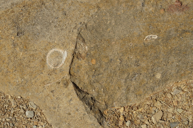 Crocodile, Riversleigh Fossil Site