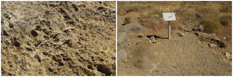 Riversleigh Fossil Site