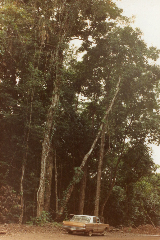 Daintree River 1982