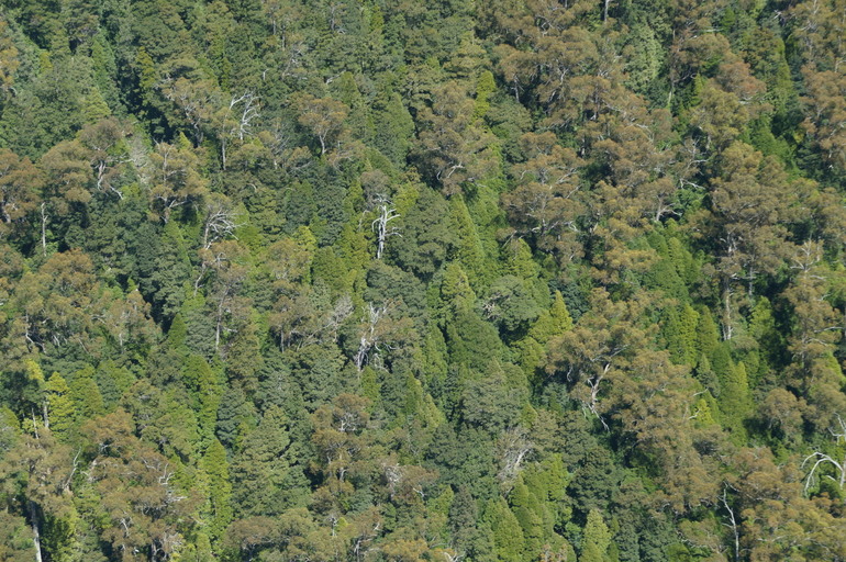 Fury Gorge trees