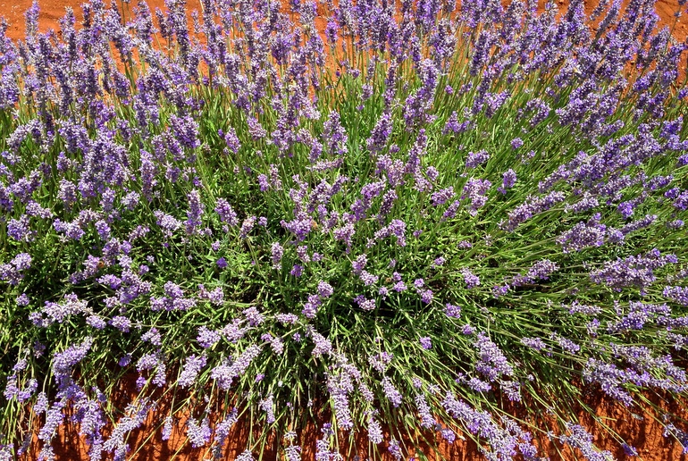 Bridestowe lavender bush