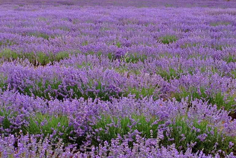 Bridestowe lavender