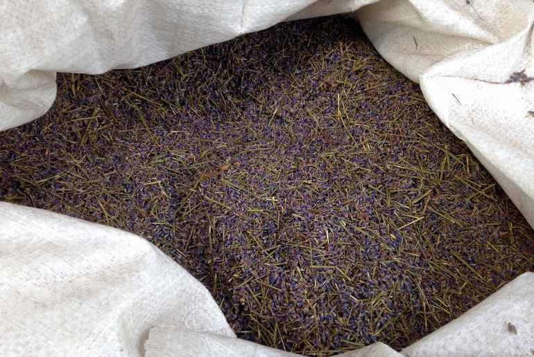 Dried lavender at Bridestowe