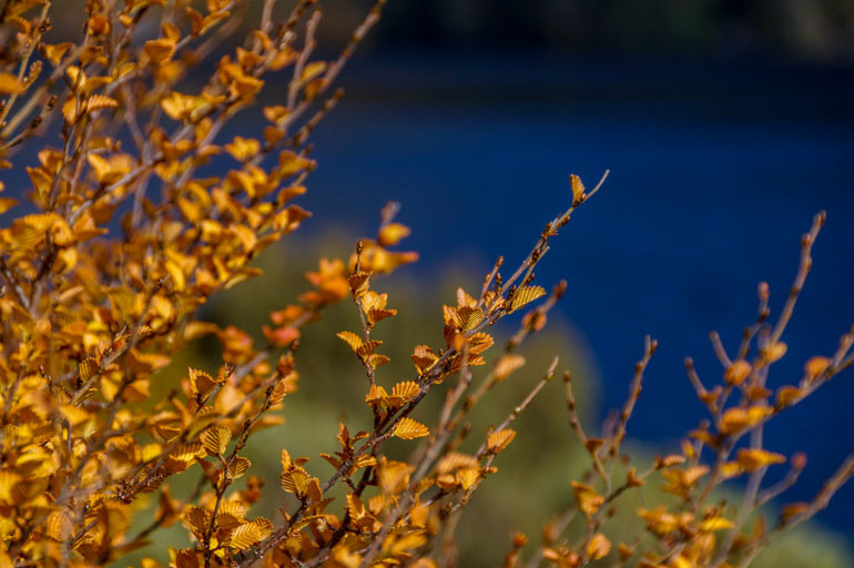 Fagus against Crater Lake