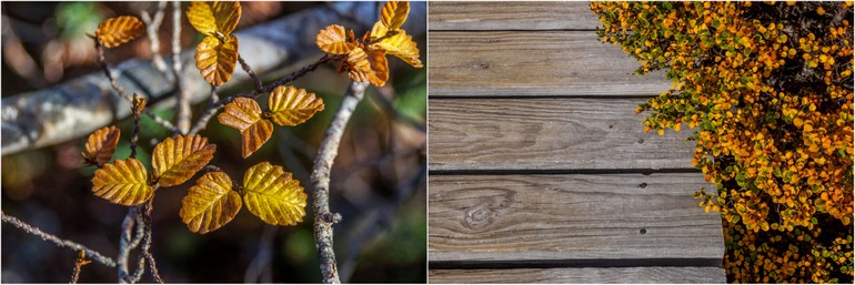 Fagus at Cradle Mountain walkway