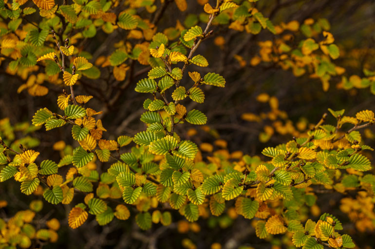 Fagus