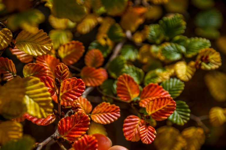 Turning of the fagus