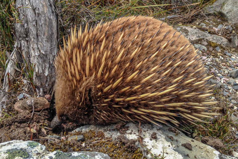 Echidna, Cradle Mountain