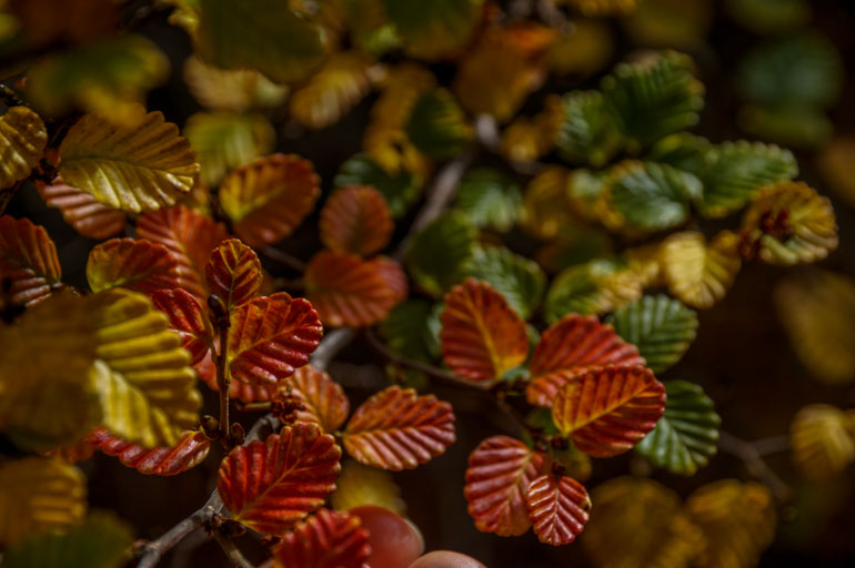 Fagus, Cradle Mountain