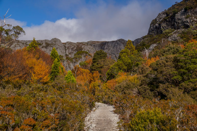 Fagus near Crater Lake, Cradle Mountain