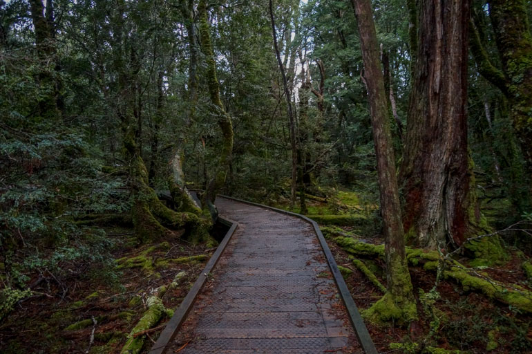 Rainforest Walk, Cradle Mountain