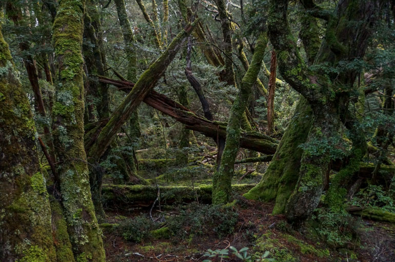 Rainforest Walk at Cradle Mountain