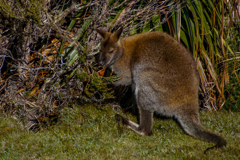 Wallaby, Cradle Mountain