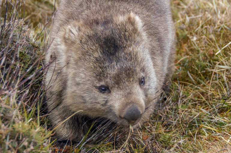Wombat, Cradle Mountain