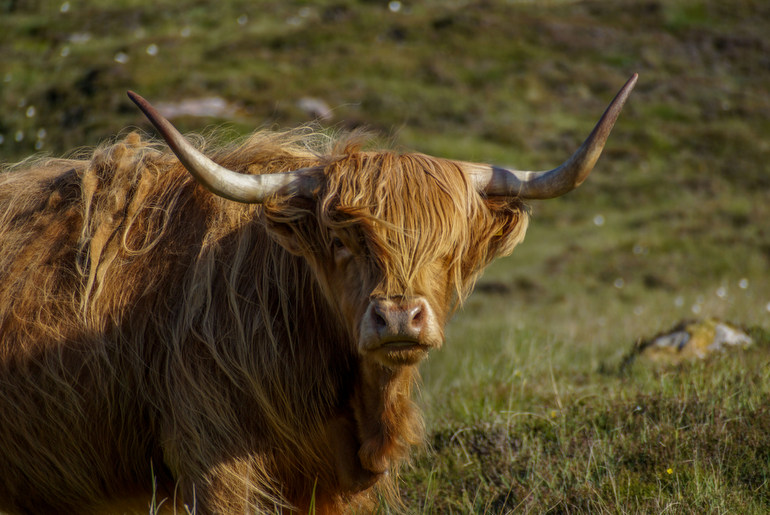 North Coast 500 - Highland Cow