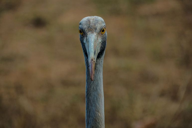 Cape York Peninsula - Brolga