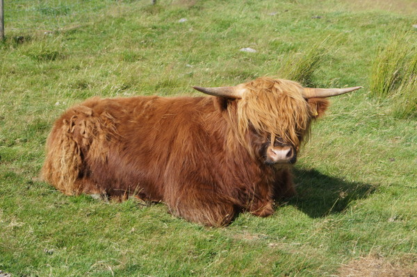A hairy Highland cow. It only counts if you see them in the Highlands!!
