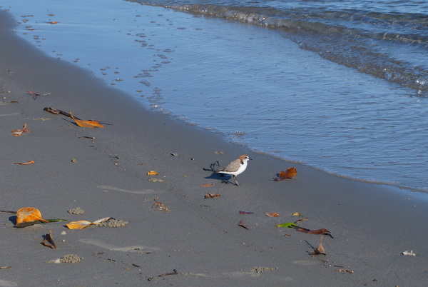Bird on Myall Beach