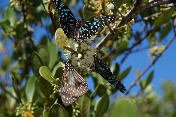 Butterflies at Cape Tribulation