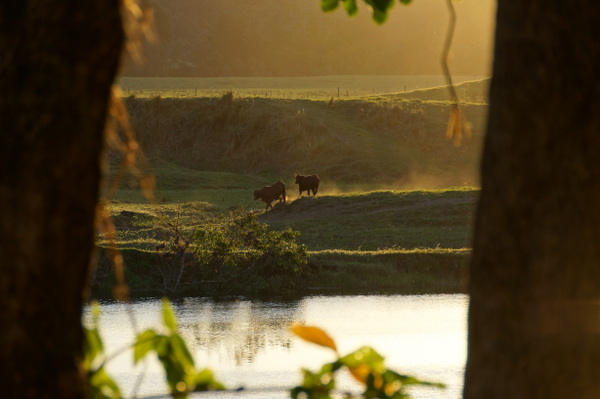 Cows at sunset on Daintree River