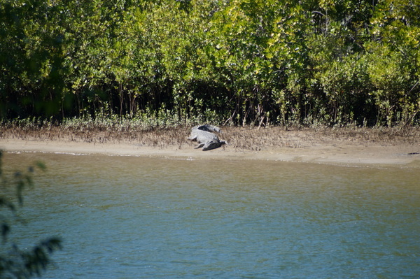 Croc on Bloomfield River