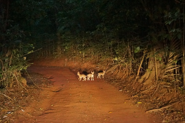Dingo pups on the road