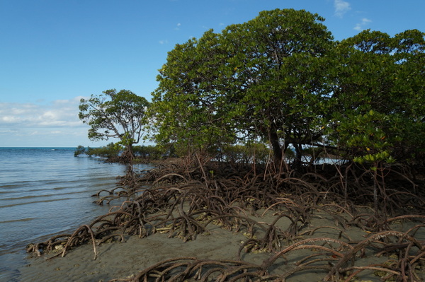 Mangroove roots at low tide on Myall Beach